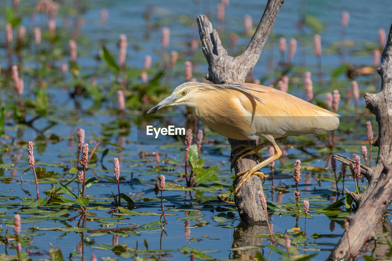 animal wildlife, animal themes, animal, bird, wildlife, water, nature, one animal, heron, wetland, lake, no people, plant, full length, outdoors, reflection, water bird, animal body part, beak, travel destinations, side view