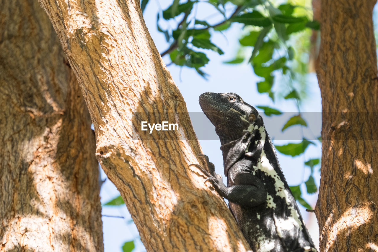 Low angle view of lizard on tree