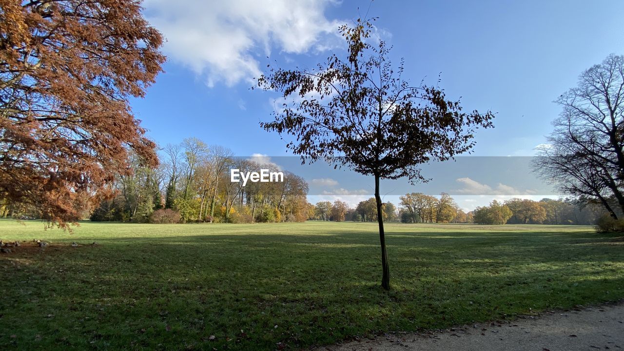 Trees on field against sky - park sanssouci - potsdam germany