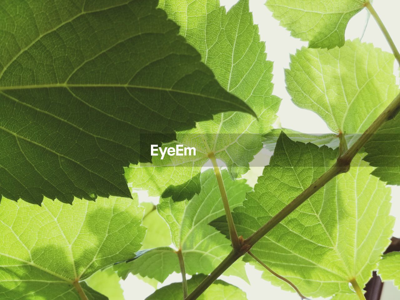 CLOSE-UP OF FRESH GREEN LEAVES ON BRANCH