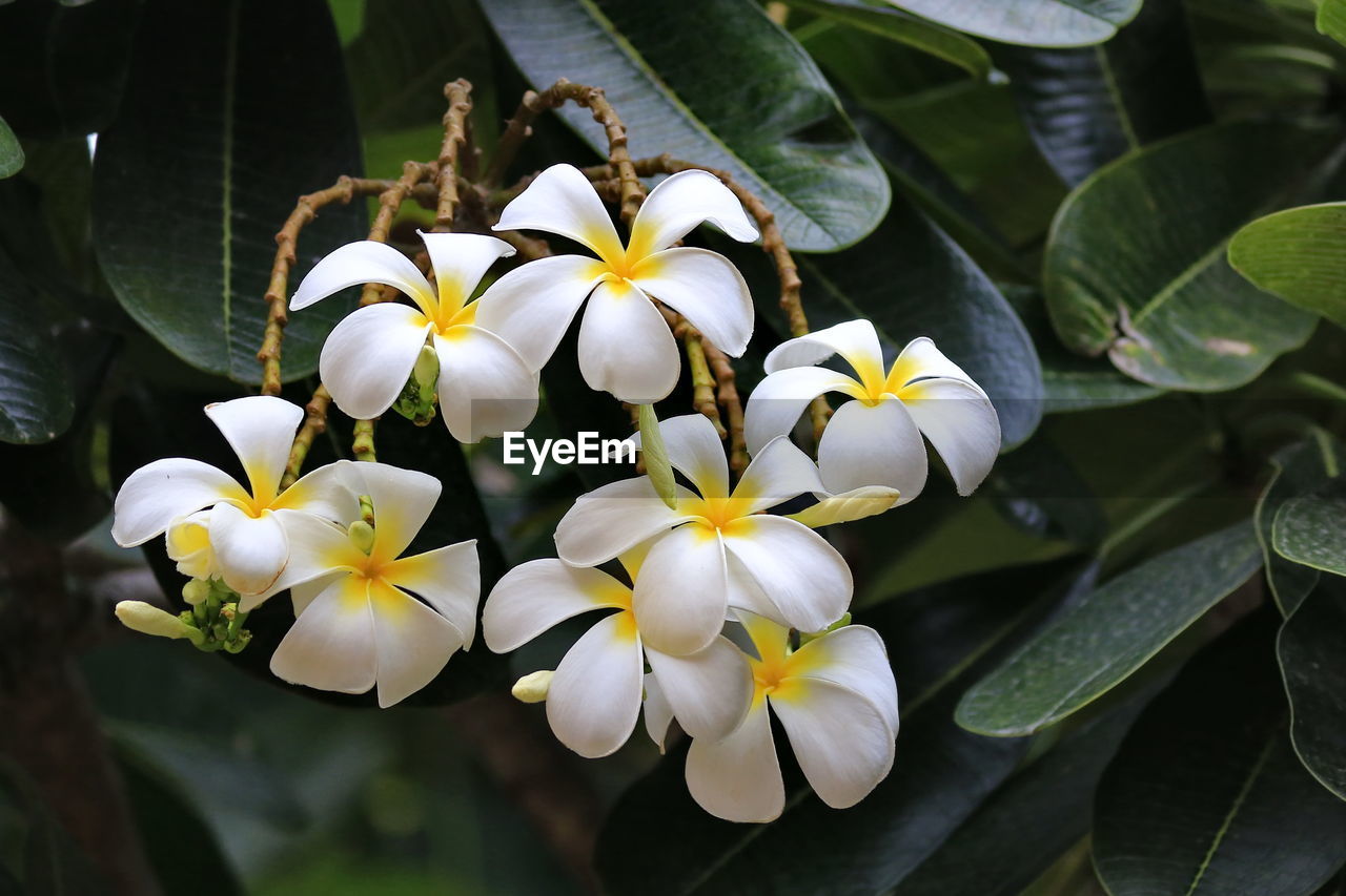 Close-up of white flowering plant