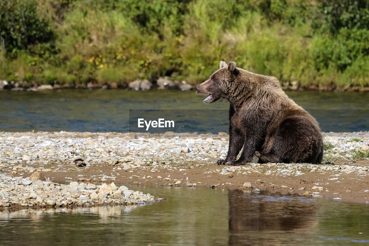 Alaskan brown bear resting on the riverbank, yawing, moraine creek, katmai national park, alaska