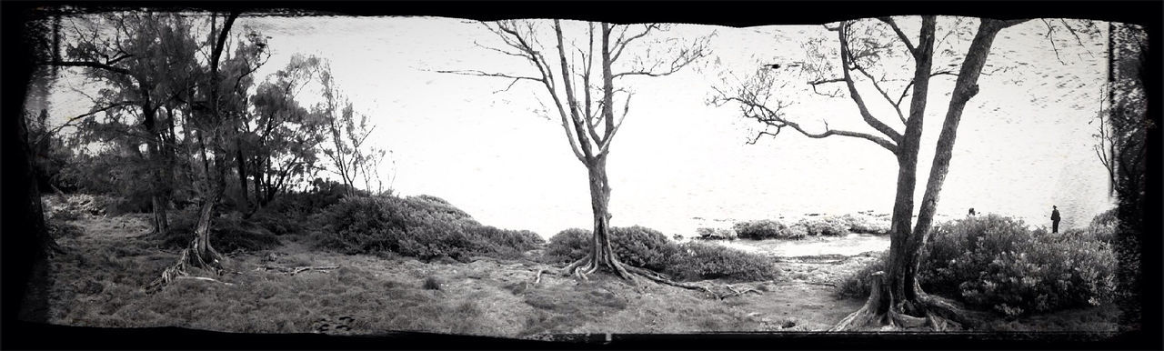 TREES ON LANDSCAPE