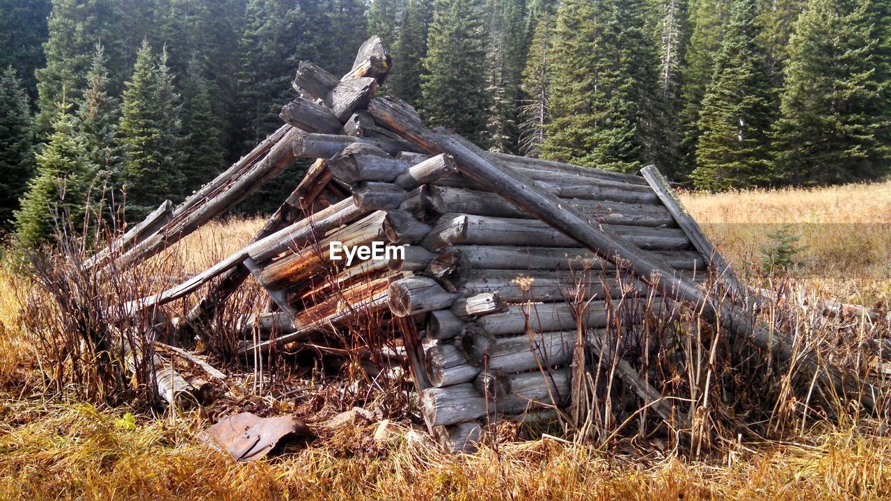OLD WOODEN STRUCTURE IN FOREST