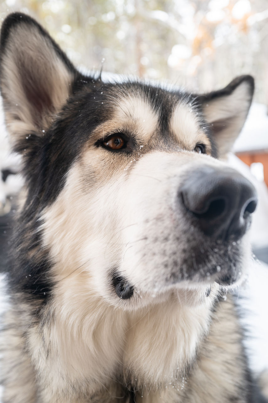 one animal, pet, animal, animal themes, dog, canine, mammal, domestic animals, snow, animal body part, winter, cold temperature, close-up, sled dog, focus on foreground, wolfdog, looking, animal head, no people, portrait, carnivore, german shepherd, day, animal hair
