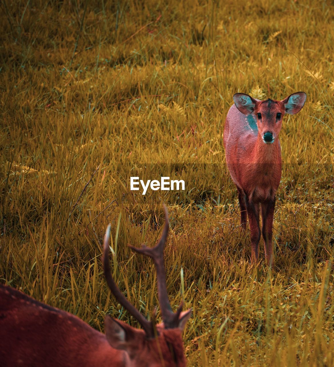 Deer standing in field