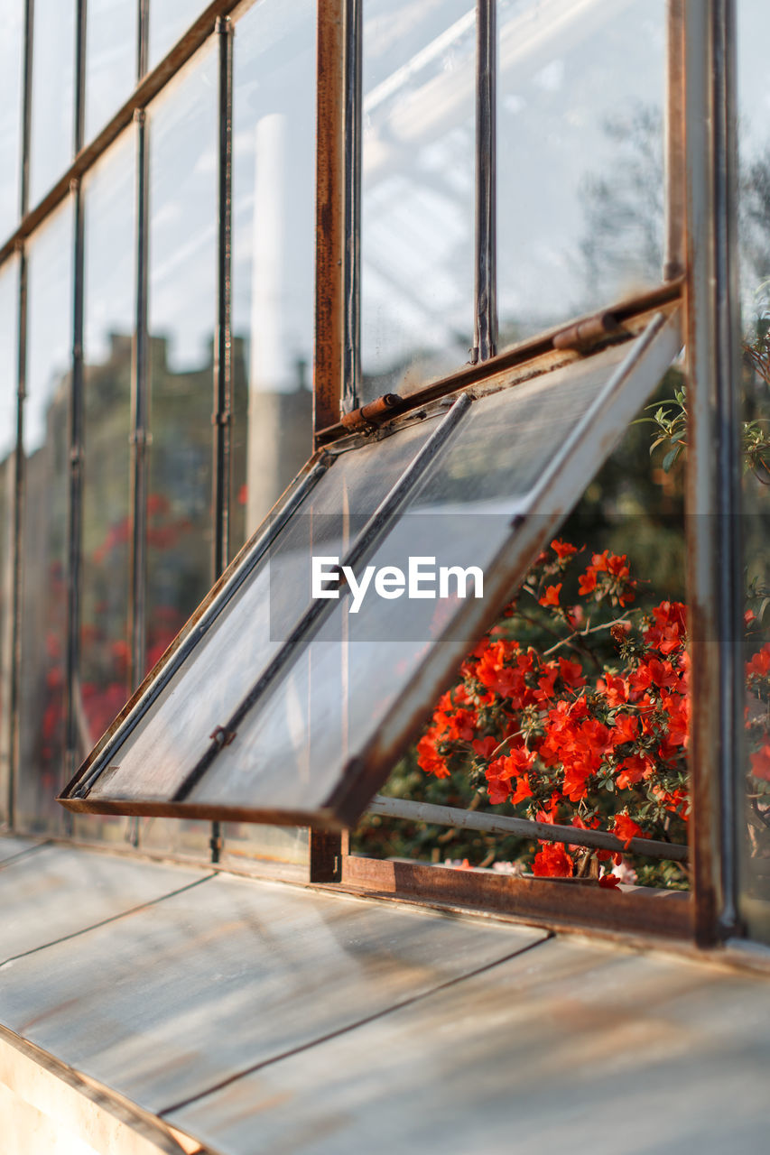 Close-up of flowering plant by railing against window