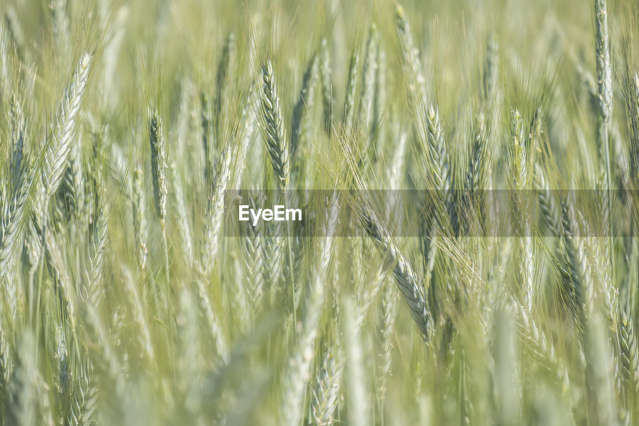 full frame shot of wheat growing on field