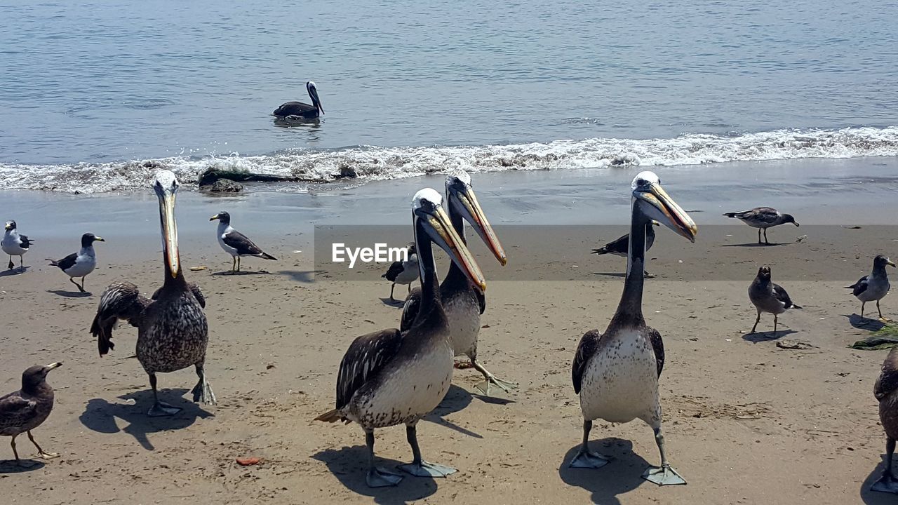 FLOCK OF SEAGULLS ON BEACH