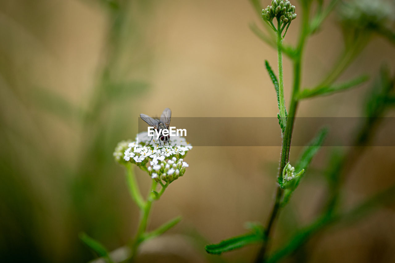 green, plant, nature, flower, flowering plant, beauty in nature, animal wildlife, macro photography, animal, close-up, animal themes, insect, environment, freshness, no people, selective focus, fragility, wildlife, one animal, outdoors, macro, wildflower, plant stem, grass, summer, focus on foreground, growth, animal wing, leaf, day, springtime, butterfly, environmental conservation, plant part, social issues, land