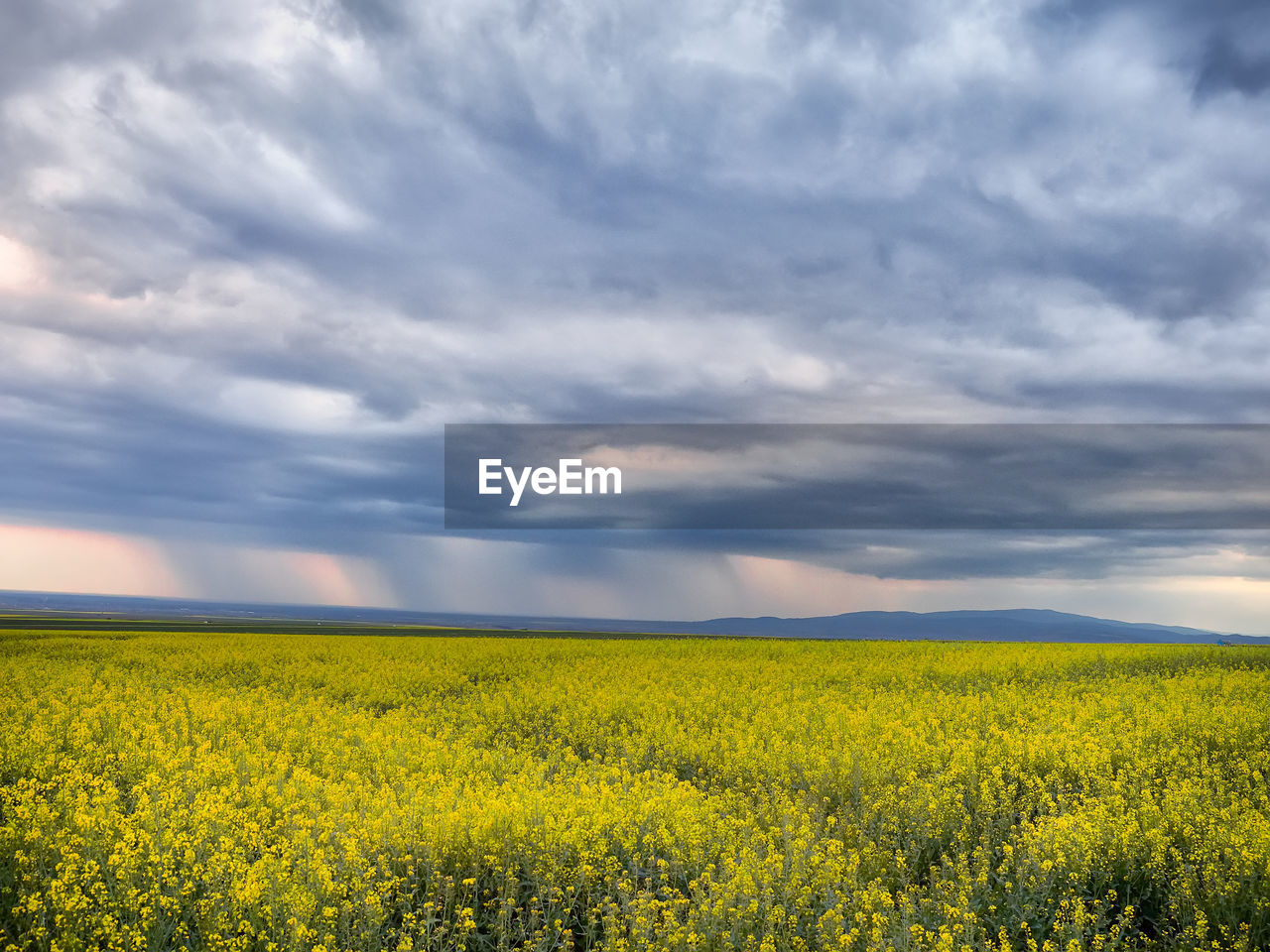 Scenic view of oilseed rape field against cloudy sky