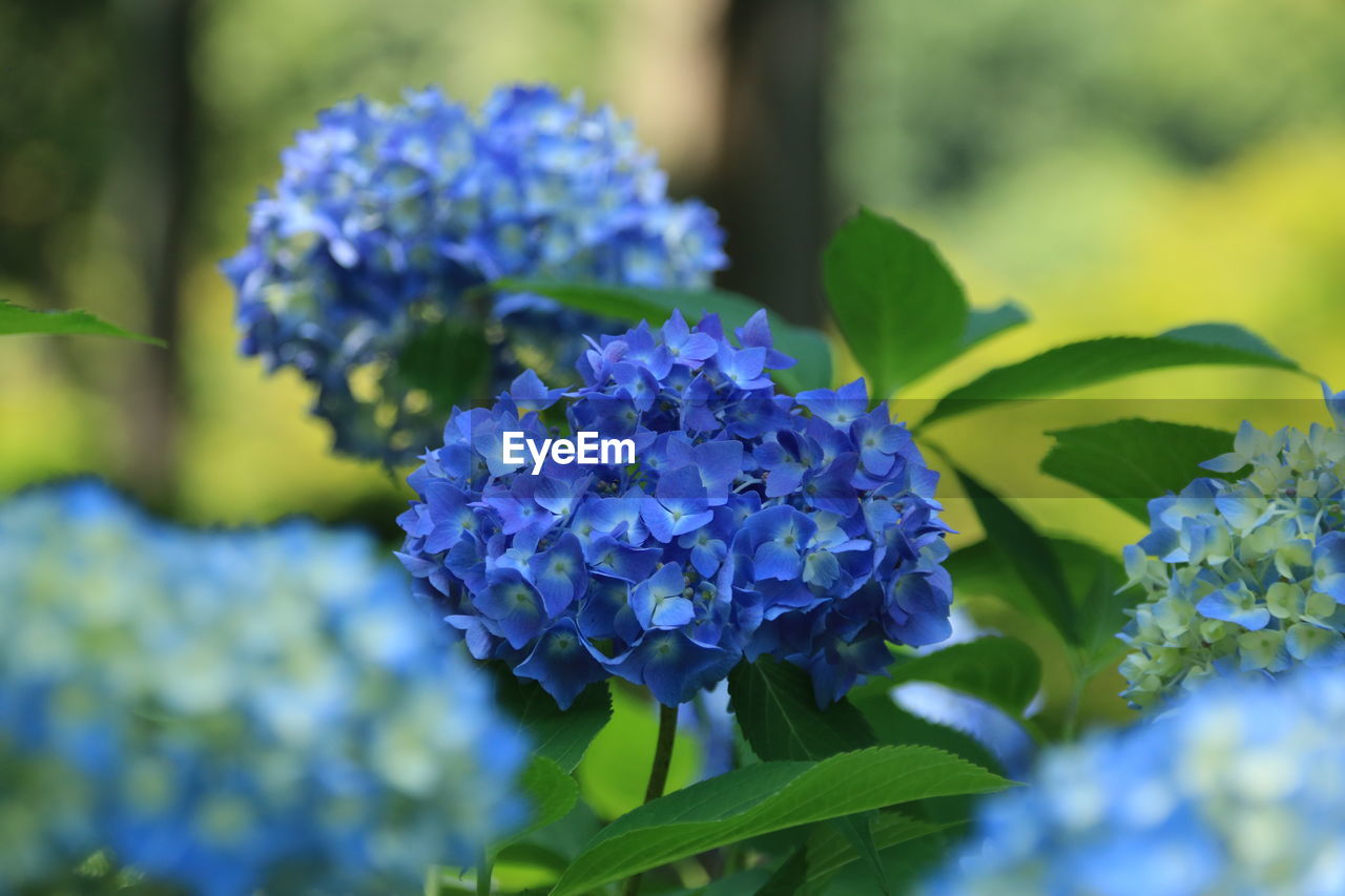 Close-up of blue hydrangea