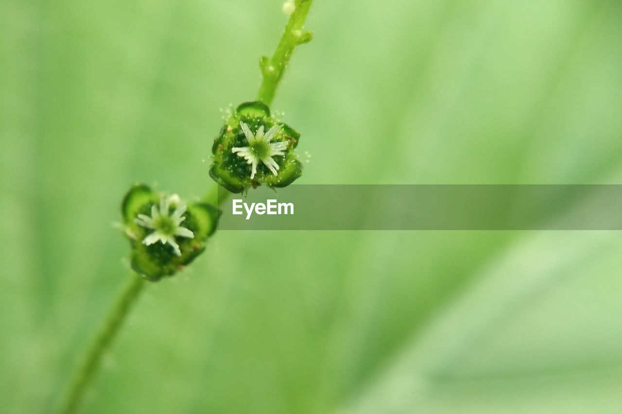 CLOSE-UP OF FLOWER PLANT