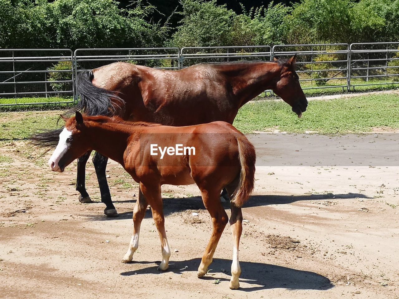 HORSES IN RANCH