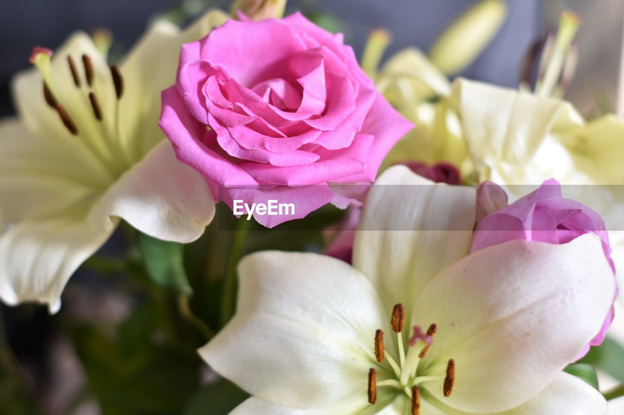 CLOSE-UP OF WHITE ROSE