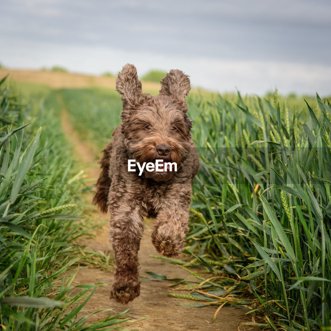 Dog running in field