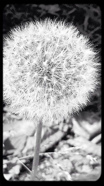 CLOSE-UP OF DANDELION FLOWERS