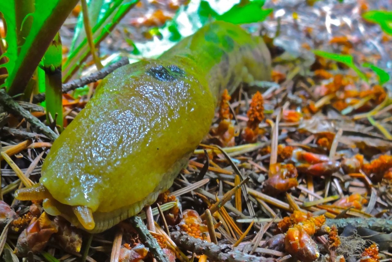 Close-up of worm on pine cones