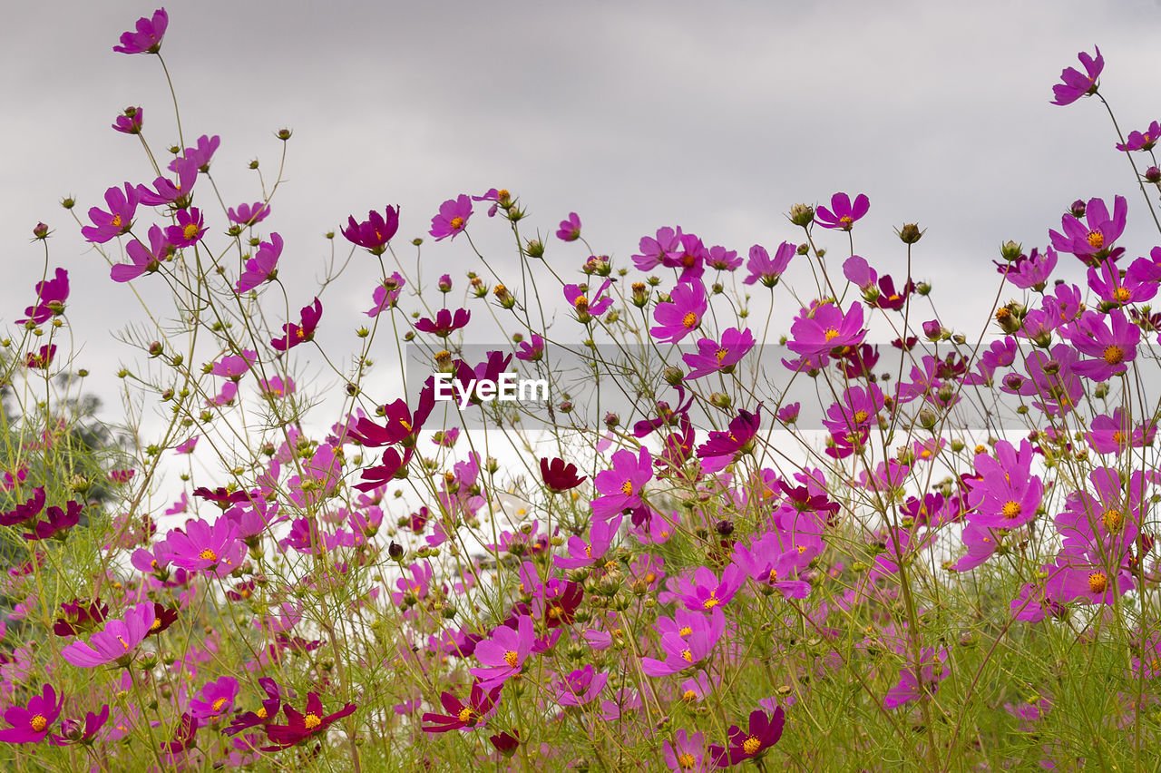 Low angle view of pink flowering plants on field