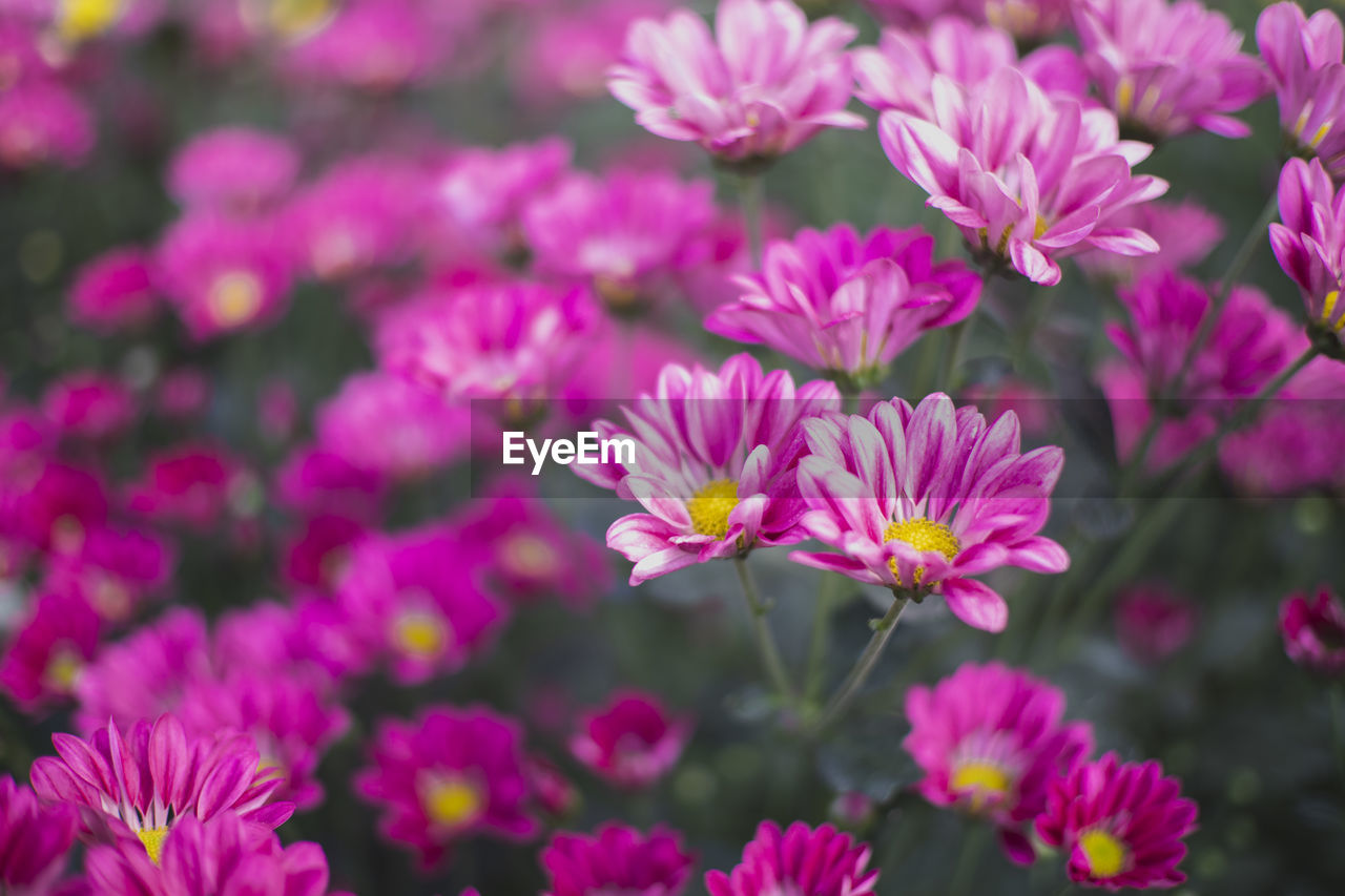 Close-up of pink flowering plants