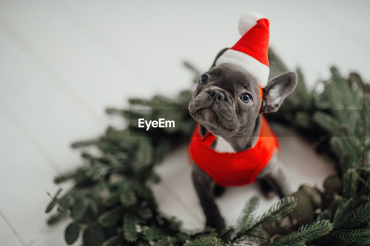 animal, christmas, animal themes, mammal, one animal, christmas tree, pet, celebration, red, domestic animals, holiday, lap dog, tree, canine, dog, christmas decoration, plant, french bulldog, indoors, hat, clothing, no people, decoration, santa hat, nature, pet clothing, humor, portrait, studio shot, santa claus