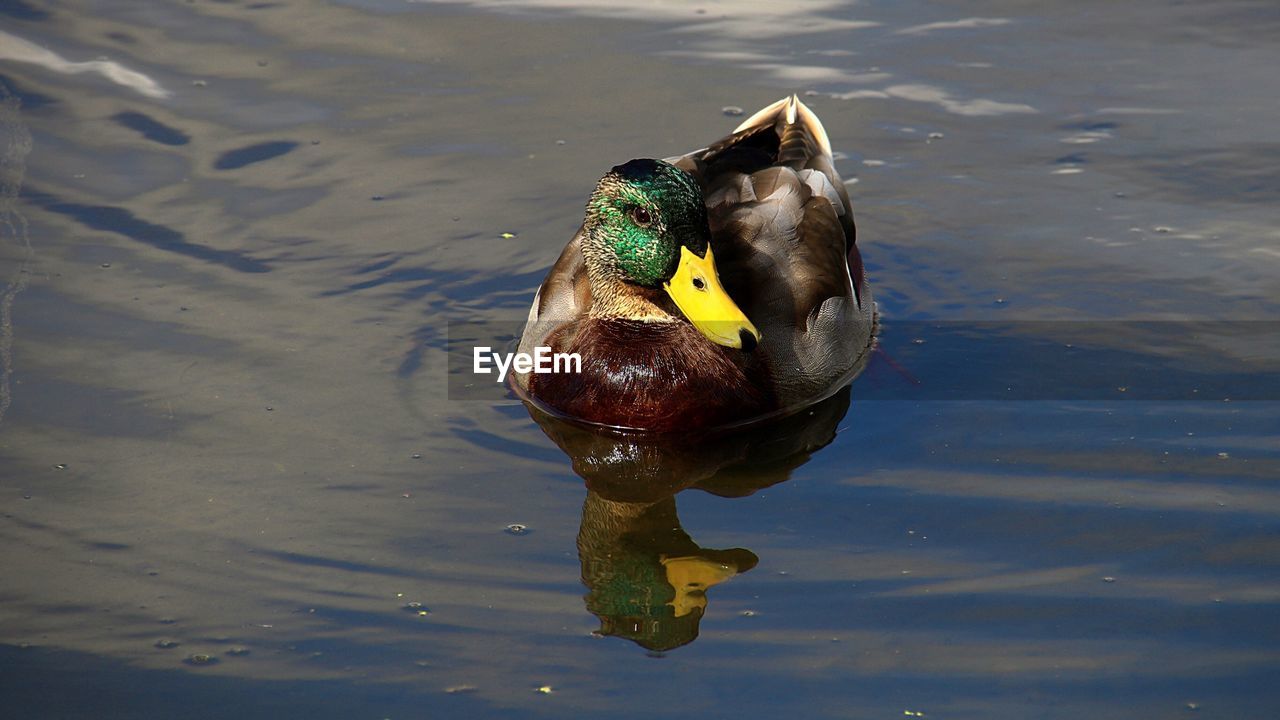 High angle view of mallard duck swimming in lake