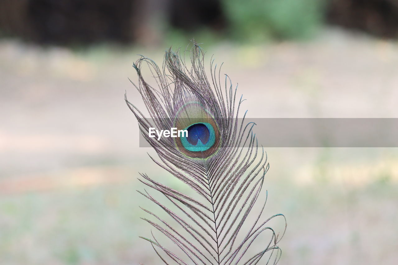 Close-up of peacock feather , feathers of bird