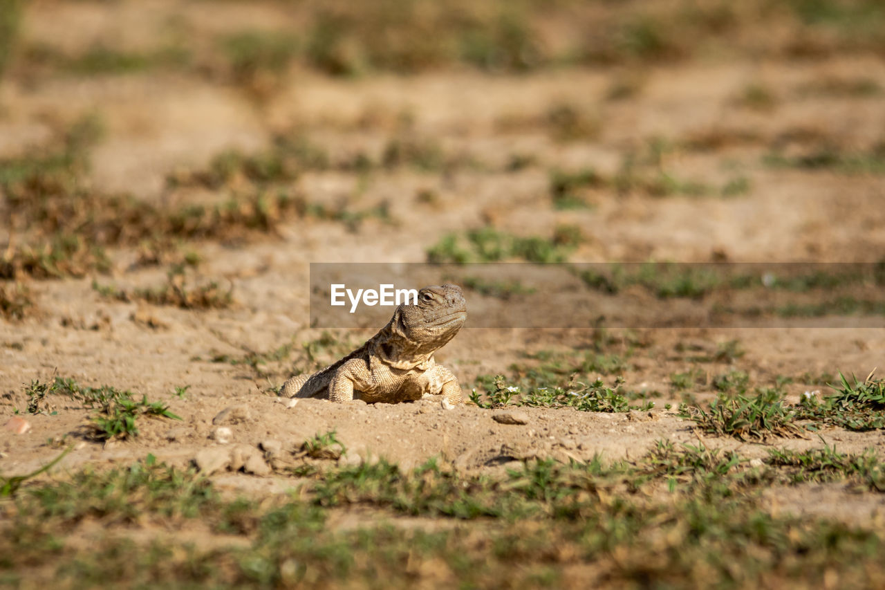 CLOSE-UP OF A LIZARD ON LAND