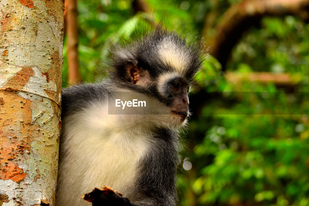 CLOSE-UP OF MONKEY SITTING ON A TREE