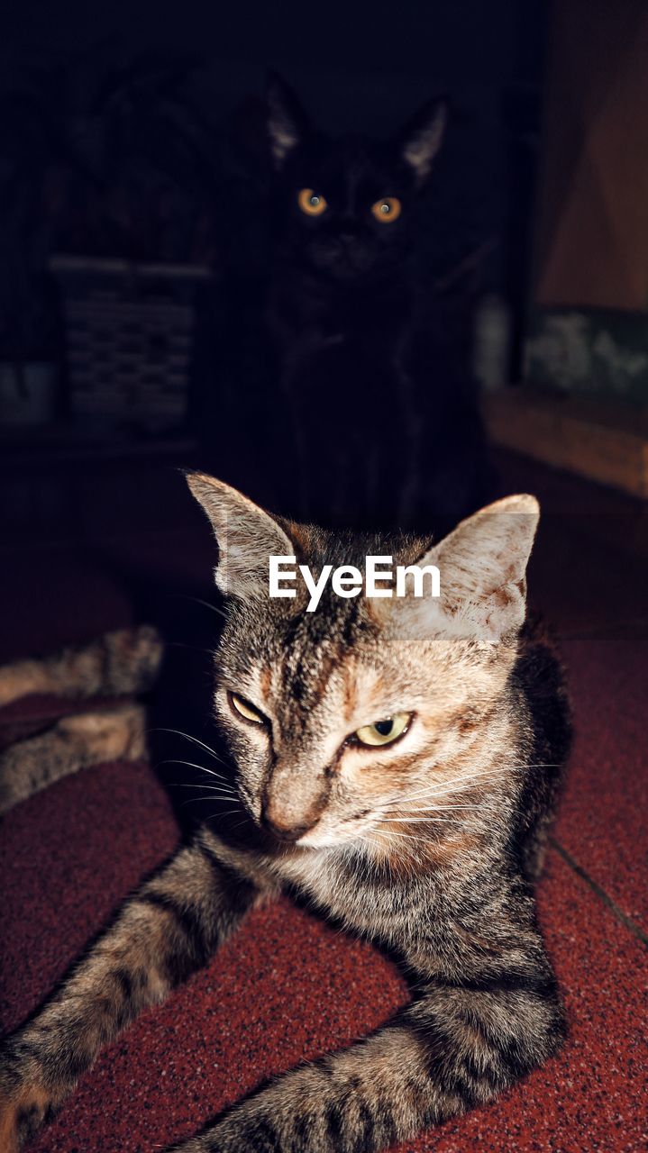 CLOSE-UP PORTRAIT OF CAT SITTING ON FLOOR