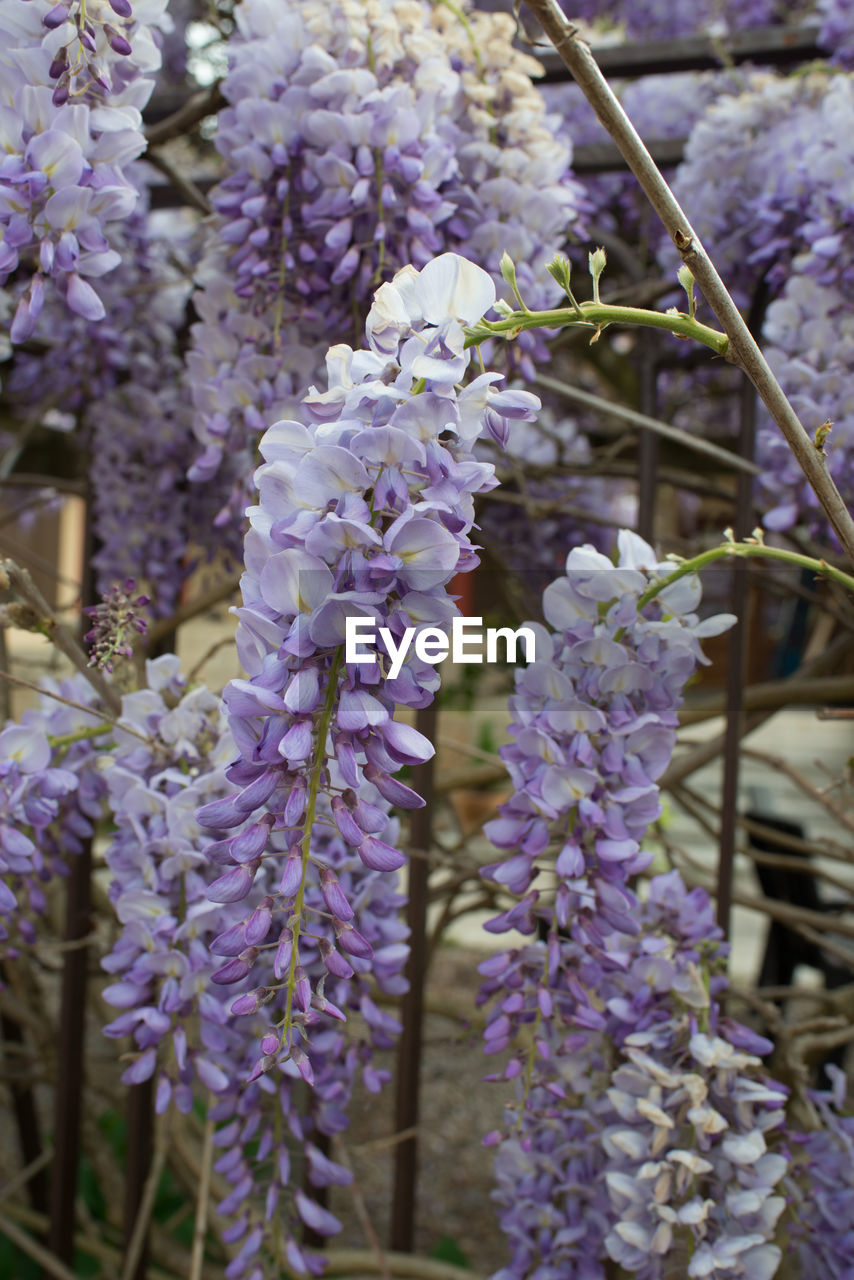 Closeup of a wisteria sinensis plant with beautiful purple flowers