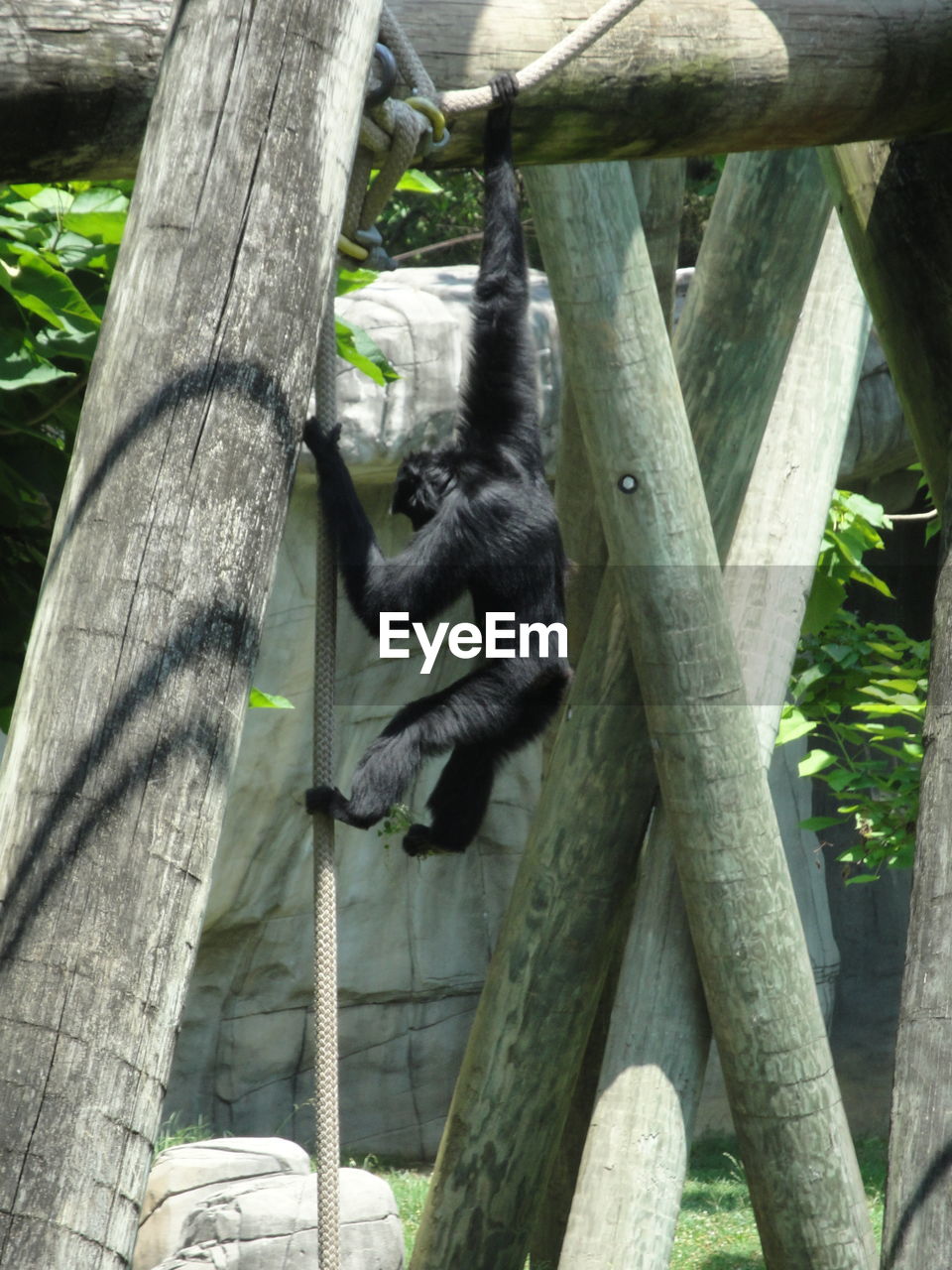 VIEW OF TREE TRUNK IN ZOO