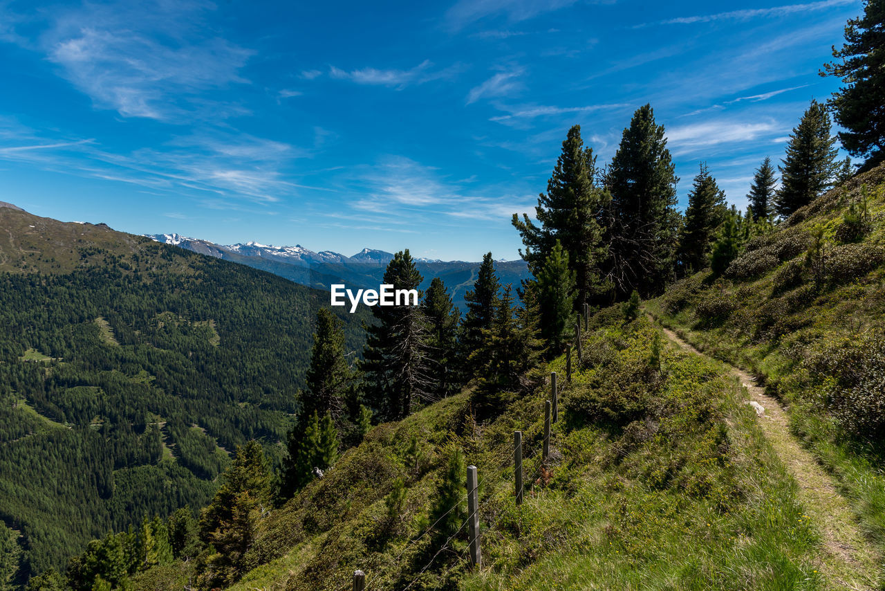 Trees in forest against sky