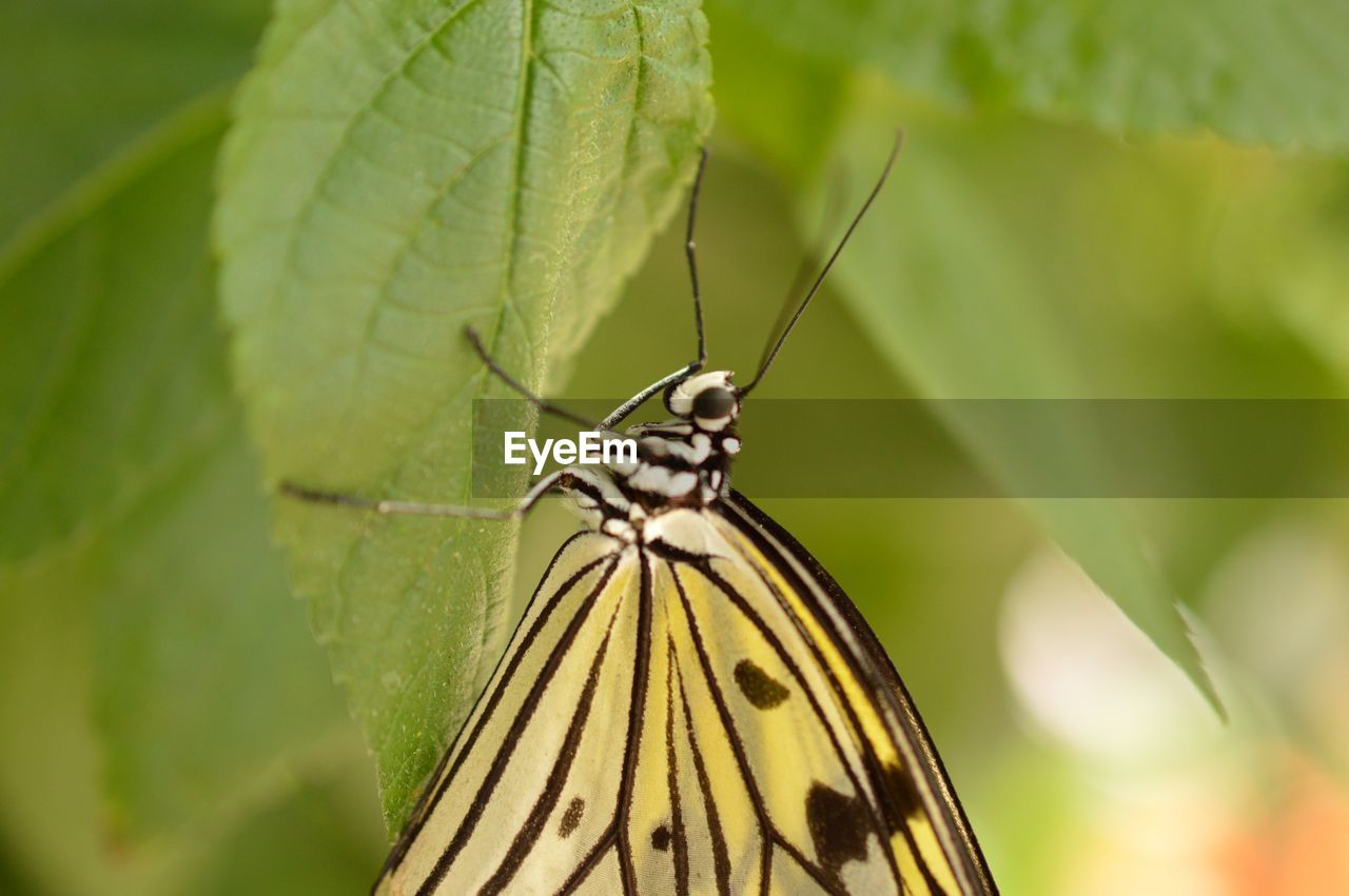 Close-up of butterfly on plant