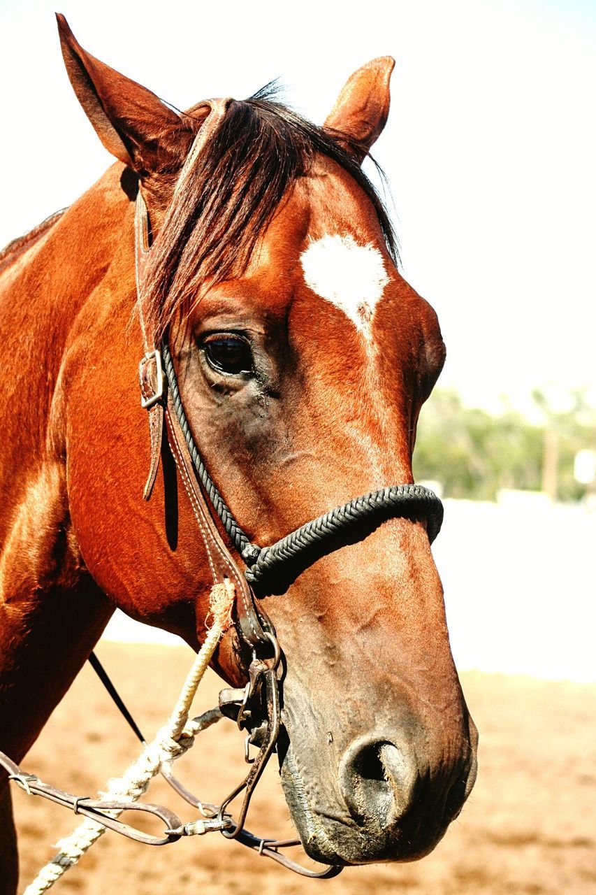 CLOSE-UP VIEW OF HORSE