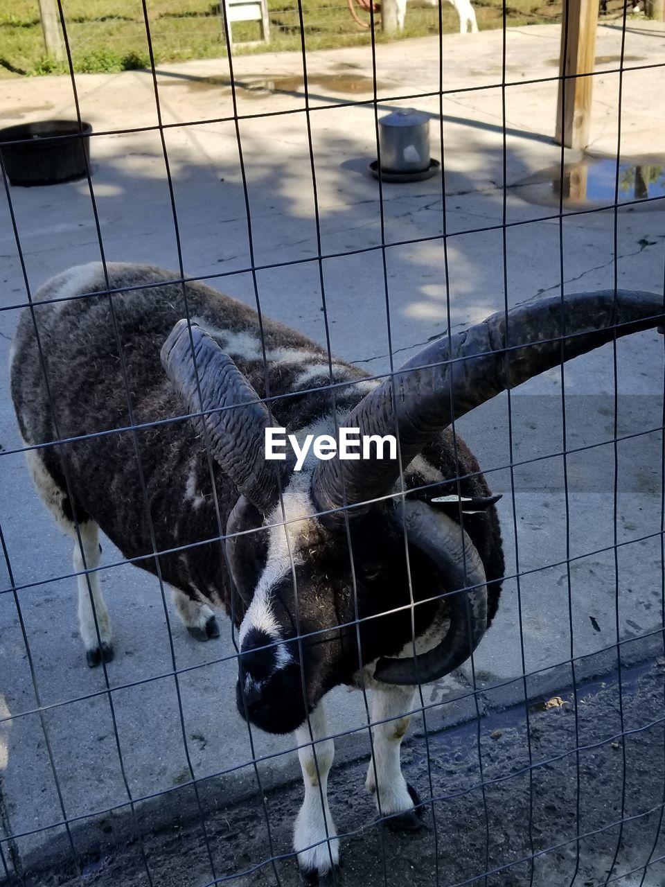 HIGH ANGLE VIEW OF A HORSE STANDING