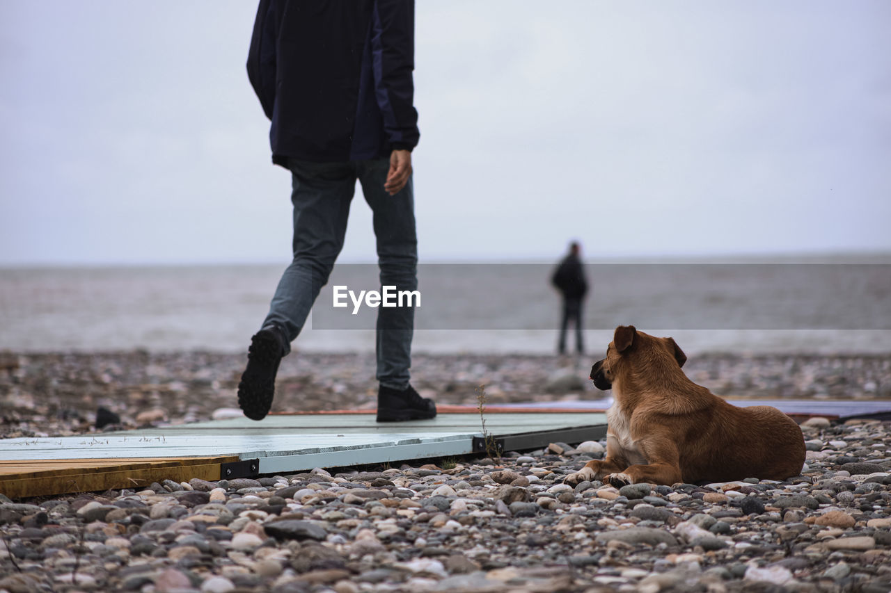 Low section of person with dog standing by sea against sky