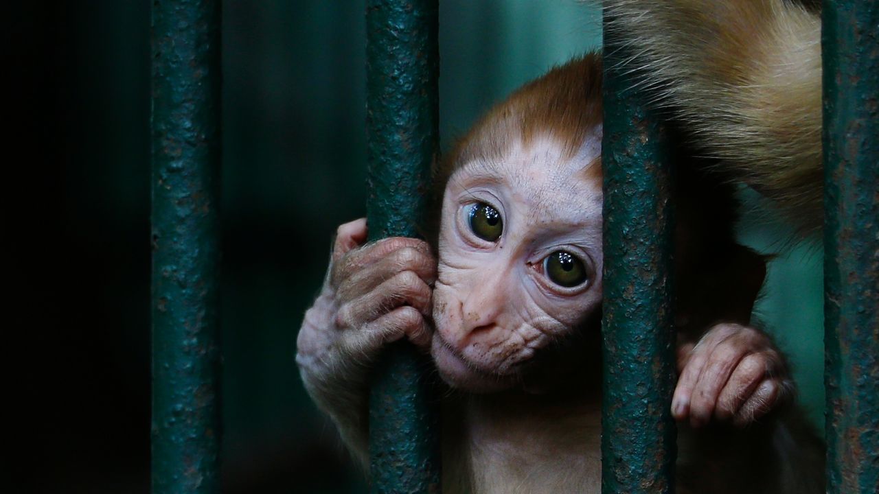 Close-up portrait of monkey infant in cage