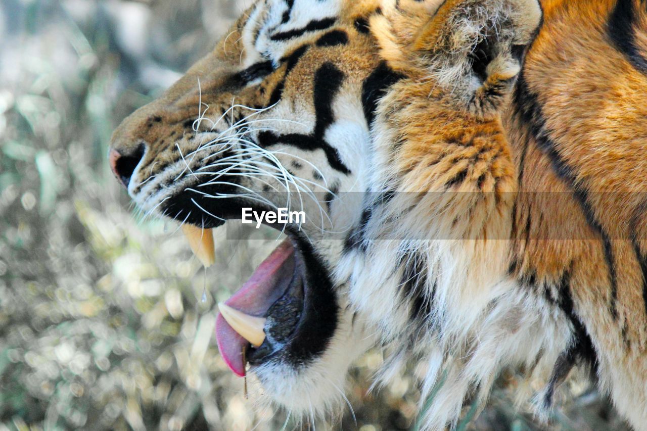 CLOSE-UP OF TIGER IN LAKE