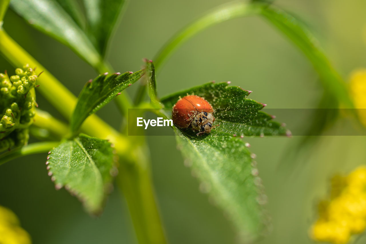 CLOSE UP OF LADYBUG ON PLANT