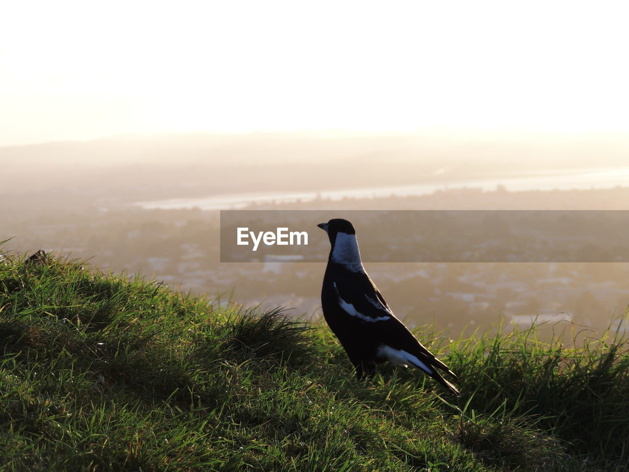 Close-up of bird perching on grass against sky