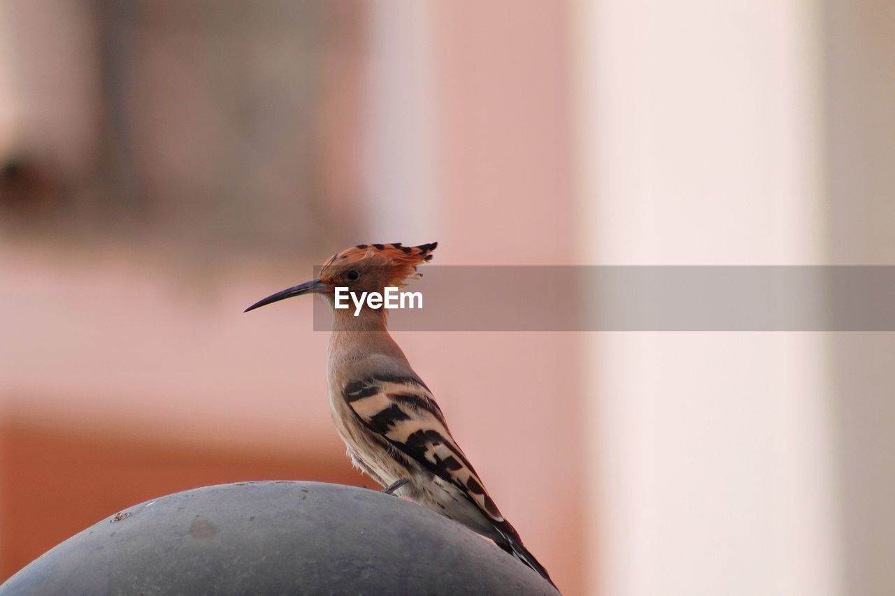 Close-up of hoopoe