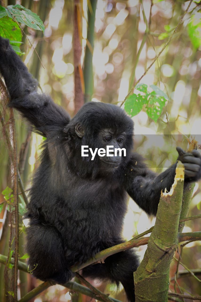Mountain gorilla