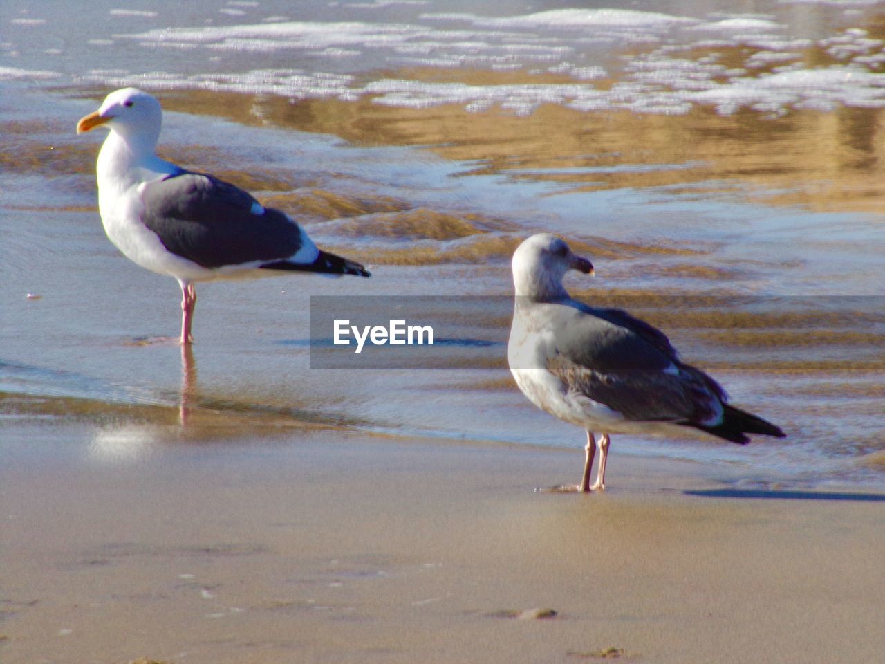 SEAGULL ON BEACH