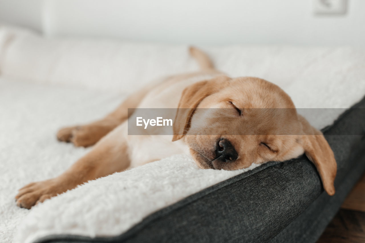 A cute beige labrador retriever puppy sleeps on a couch, hanging his muzzle. funny pets