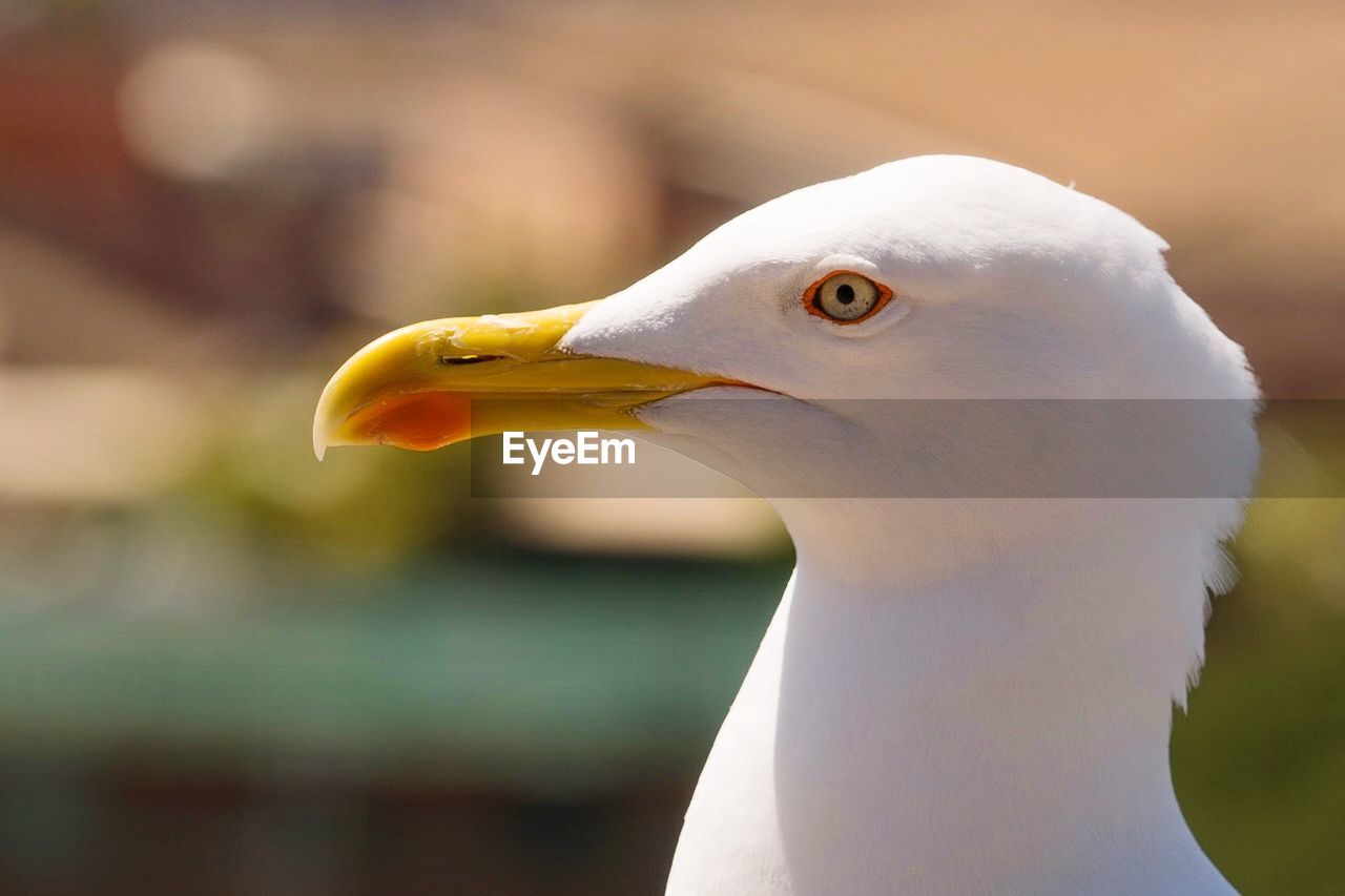 CLOSE-UP SIDE VIEW OF SWAN