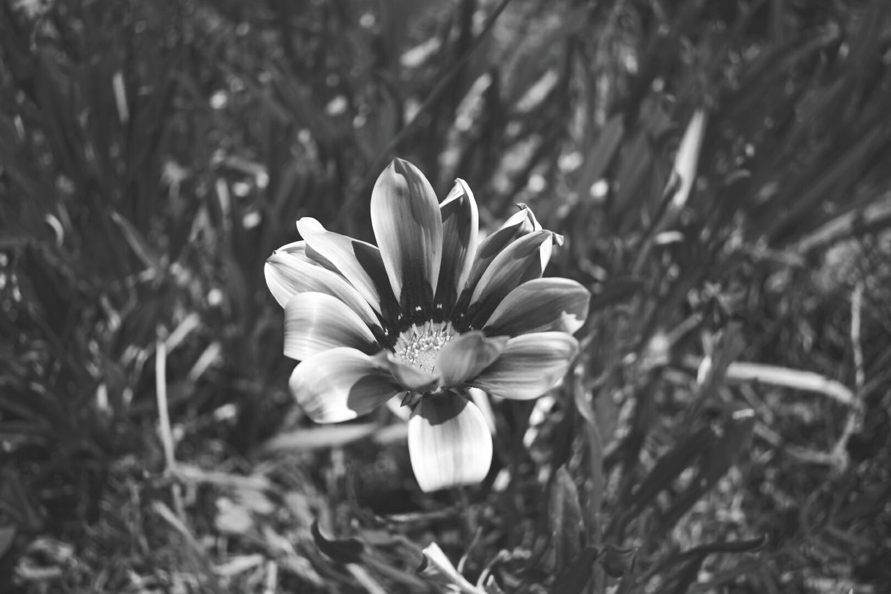 CLOSE-UP OF FLOWERS BLOOMING ON FIELD