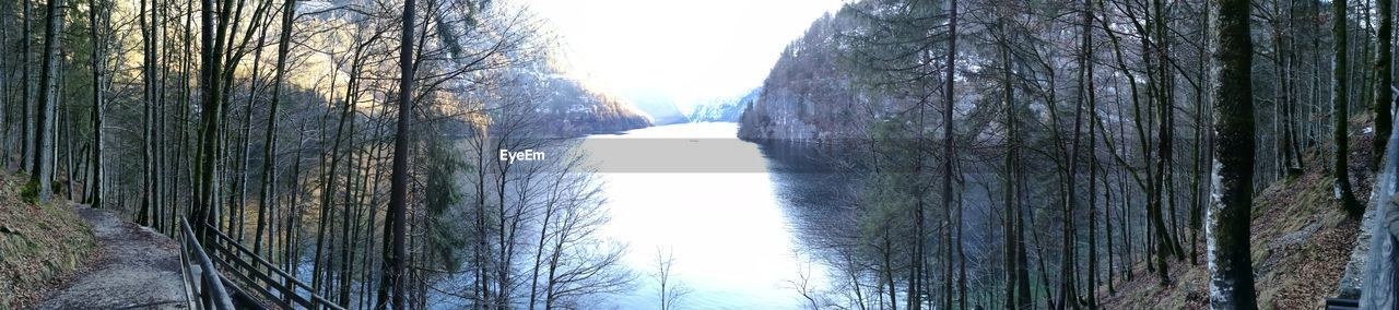 SCENIC VIEW OF FOREST DURING WINTER