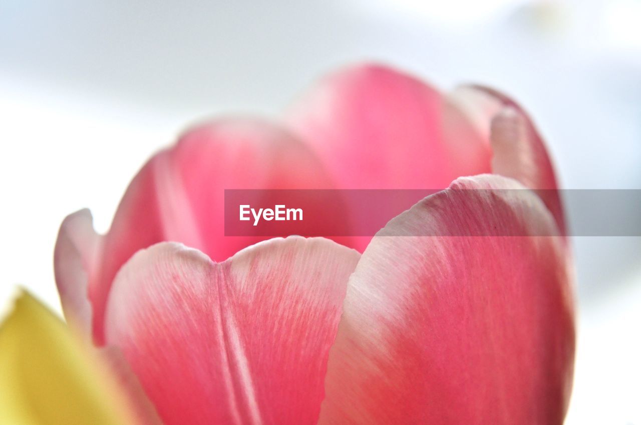 Close-up of pink tulip