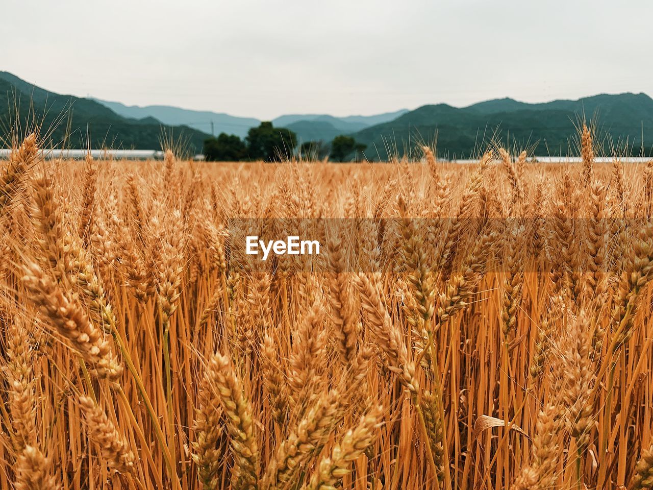 Scenic view of wheat field against sky